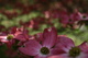 Close Up Pink Dogwood